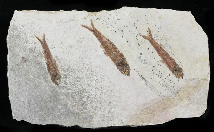 Fossil Fish (Knightia) Multiple Plate - Wyoming #31838